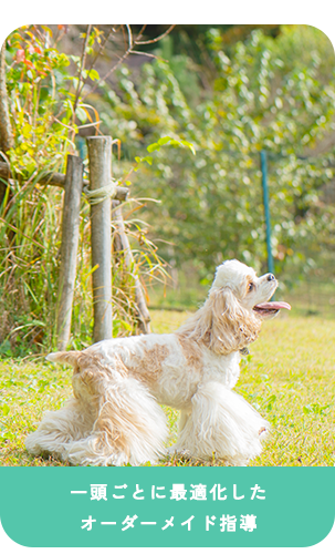 飼い主も愛犬も負担なく学べる